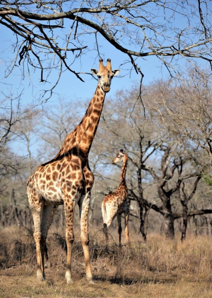 Descubrimiento de las jirafas