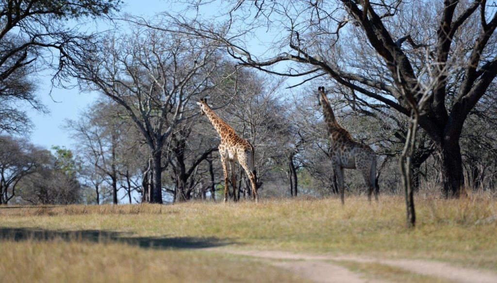 Giraffe Walk